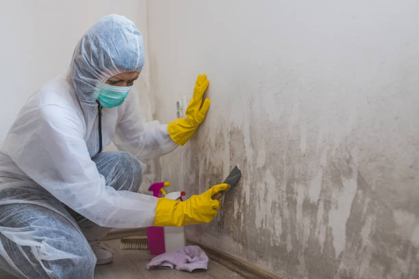 Best Toxic Mold Removal  in Jamesport, NY