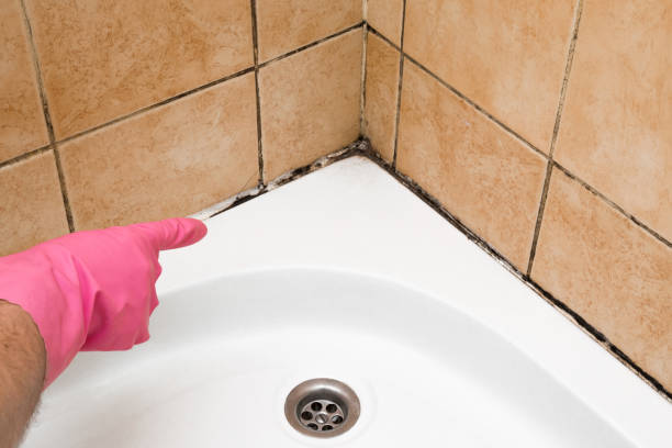 Best Crawl Space Mold Removal  in Jamesport, NY